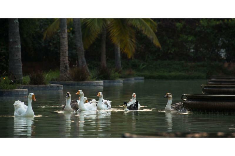 The Windflower Resort & Spa, Mysore Eksteriør bilde